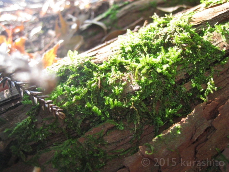 大みそかの今日は、小さな祠にお詣り