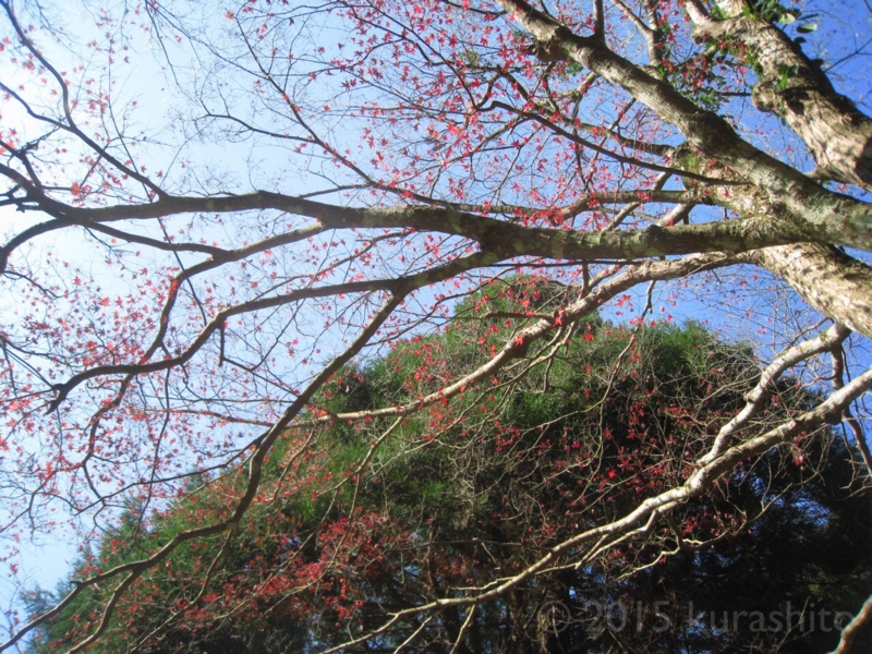 大みそかの今日は、小さな祠にお詣り