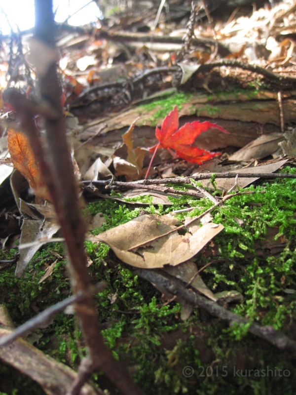 大みそかの今日は、小さな祠にお詣り