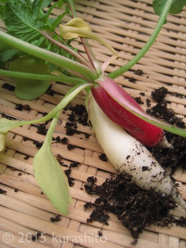 はつか大根ミックス、収穫開始！