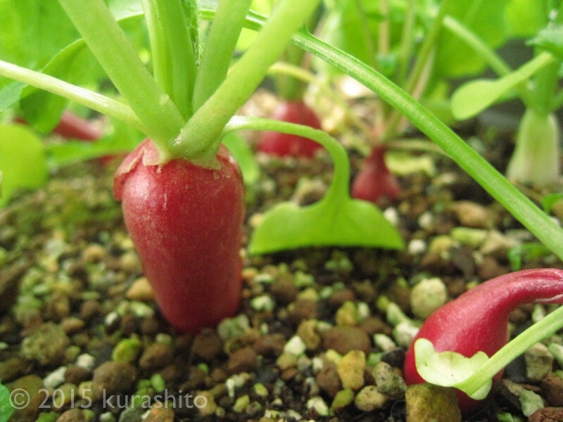 はつか大根ミックス、収穫開始！