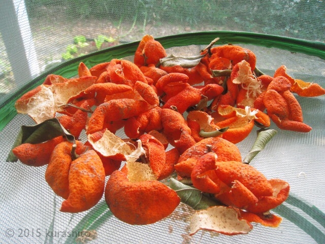 島ミカンの皮で、手作り「陳皮（チンピ）」