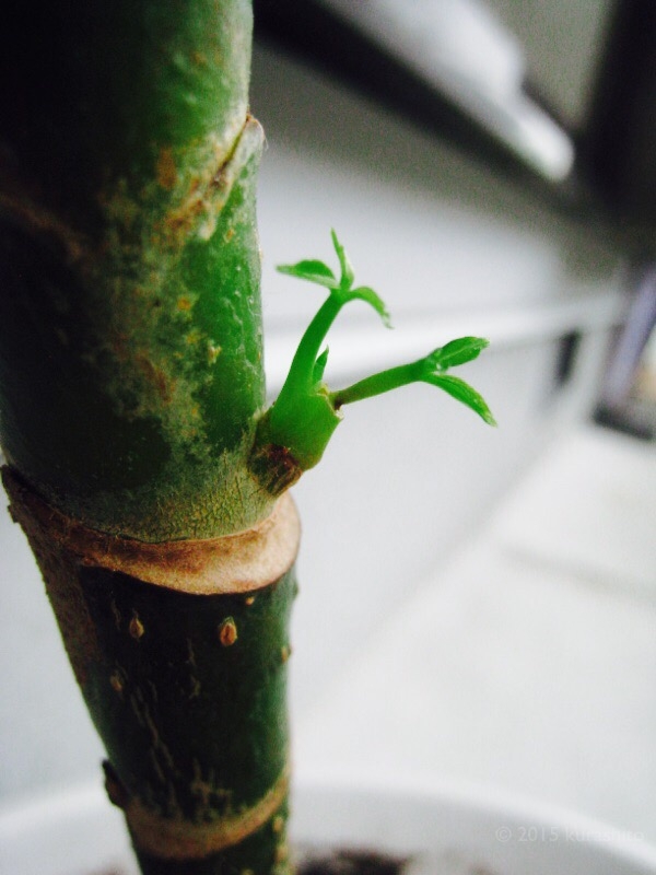 ツピタンサスの新芽