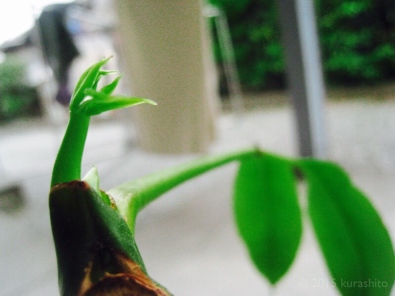 f:id:kurashito:20160405154528j:plain