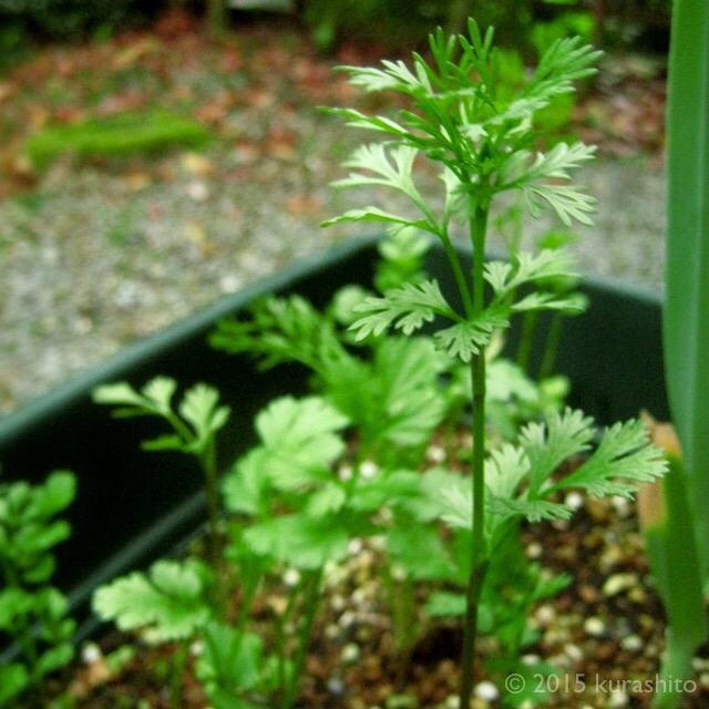 庭のパクチー