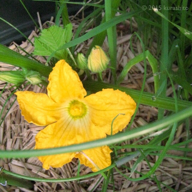 ズッキーニ、雄花開花！