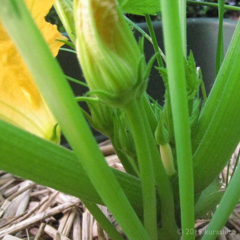 ズッキーニ、雄花開花！