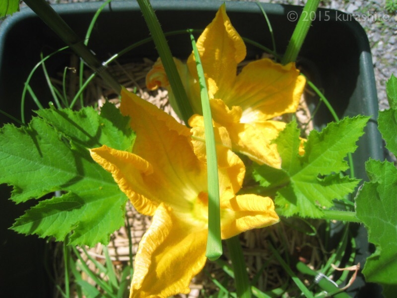 ズッキーニの雄花が２輪、開花