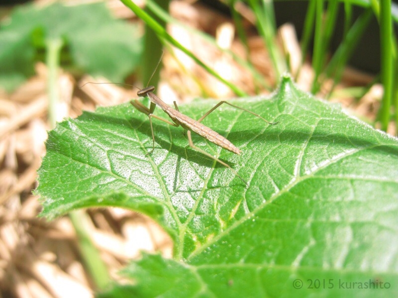 ズッキーニの葉っぱの上には、今年も新しいカマキリさんが！
