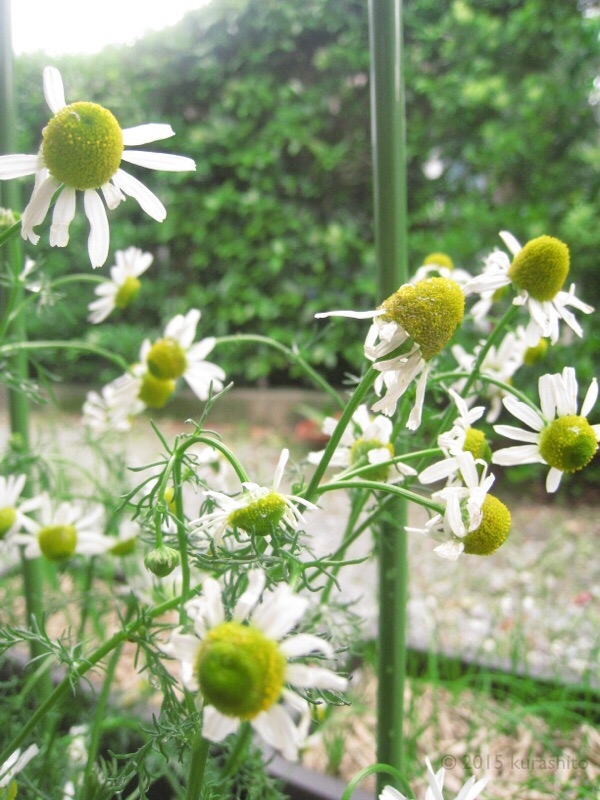 ジャーマンカモミールに支柱。