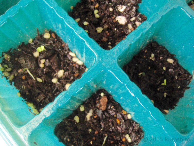 モロヘイヤの発芽。