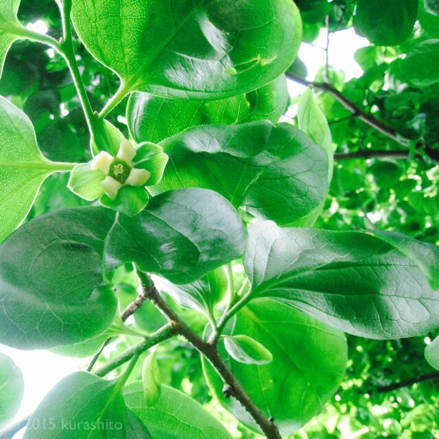 カキの花