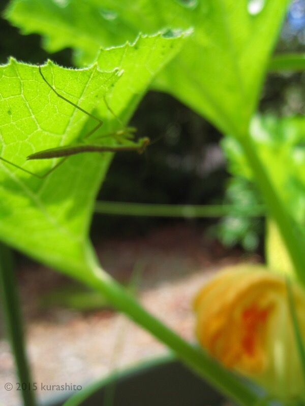 ズッキーニにカマキリ