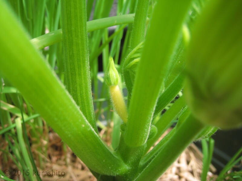 ズッキーニの雌花