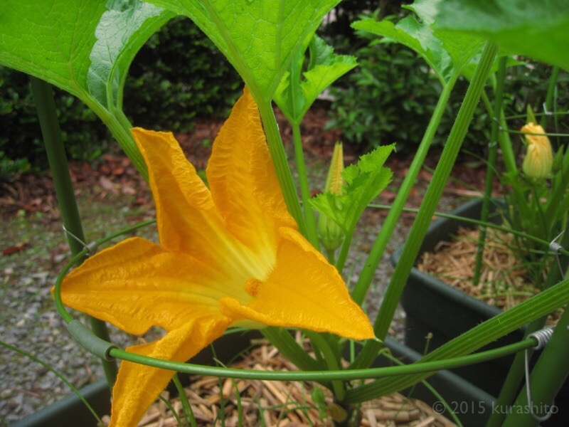 ズッキーニの雄花 ズッキーニの雄花