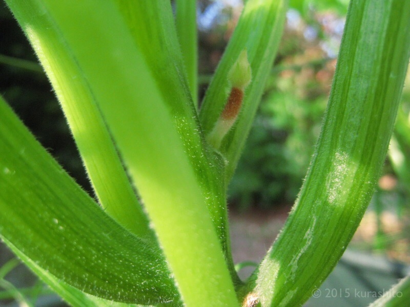 ズッキーニの雌花が枯れるのは、水やりし過ぎの、つるボケ？
