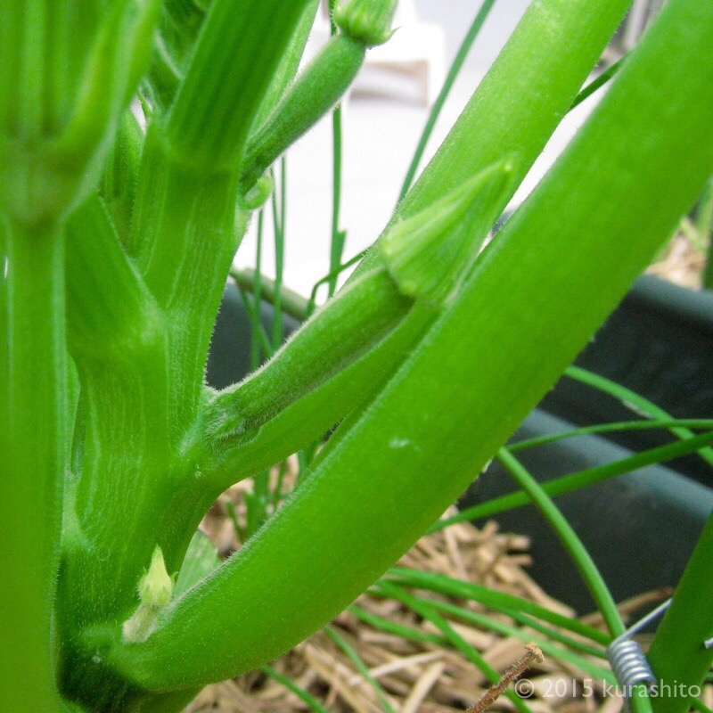 f:id:kurashito:20160611151638j:plain