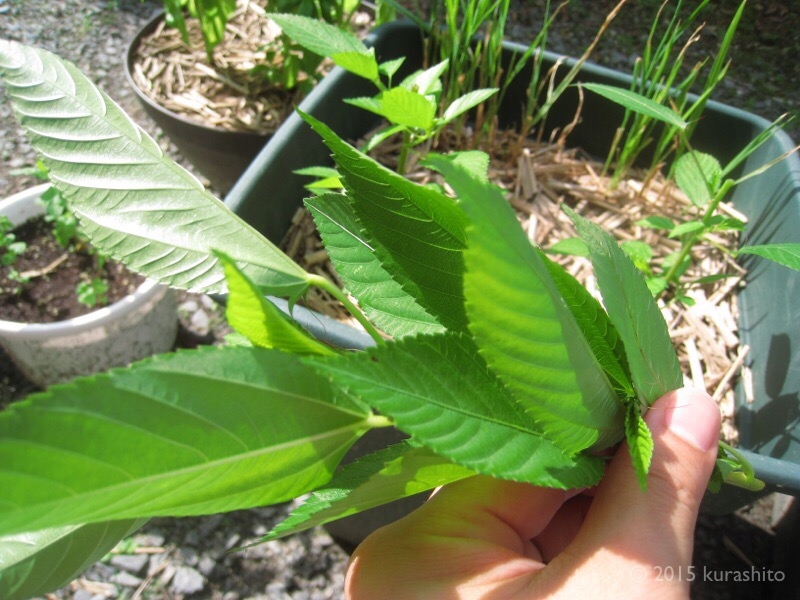 モロヘイヤ、摘心。 モロヘイヤ、摘心。