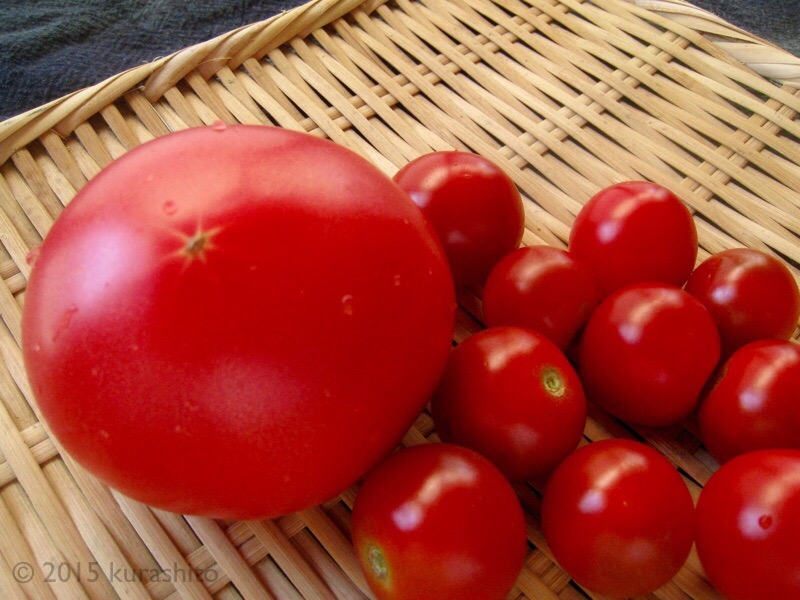 大家さんからもらったトマト 大家さんからもらったトマト