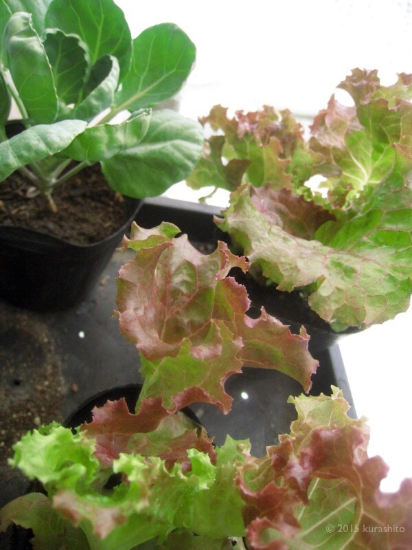 サニーレタスと芽キャベツの苗