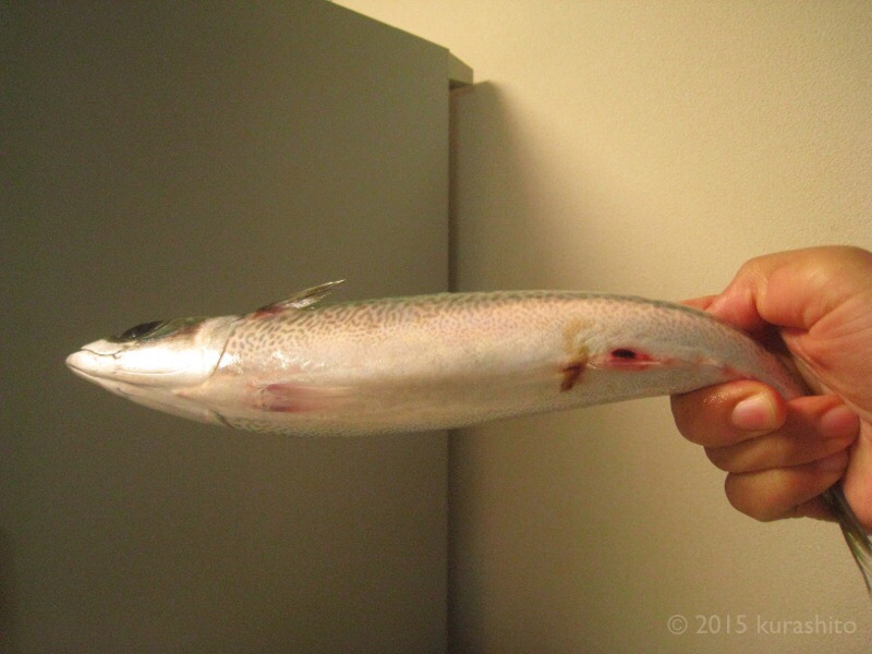 おうちでも骨まで、朝獲れサバの味噌煮。