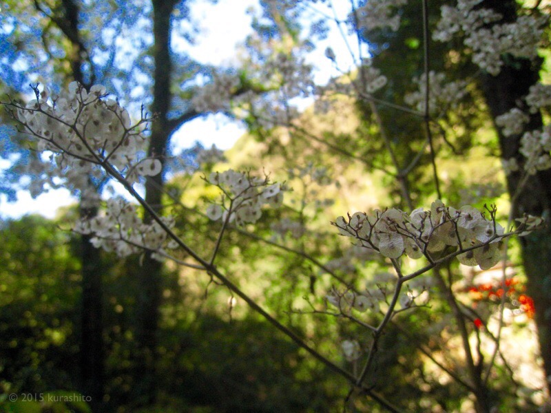 山の空気と青空と神社の朱色