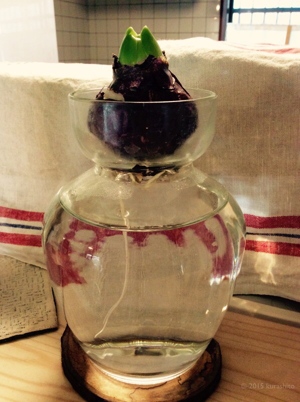 ヒヤシンスの水栽培。