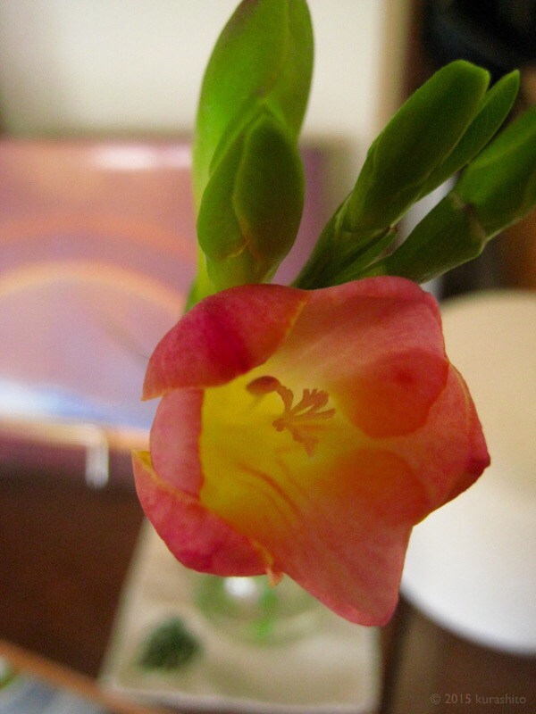 ピンク色のフリージア