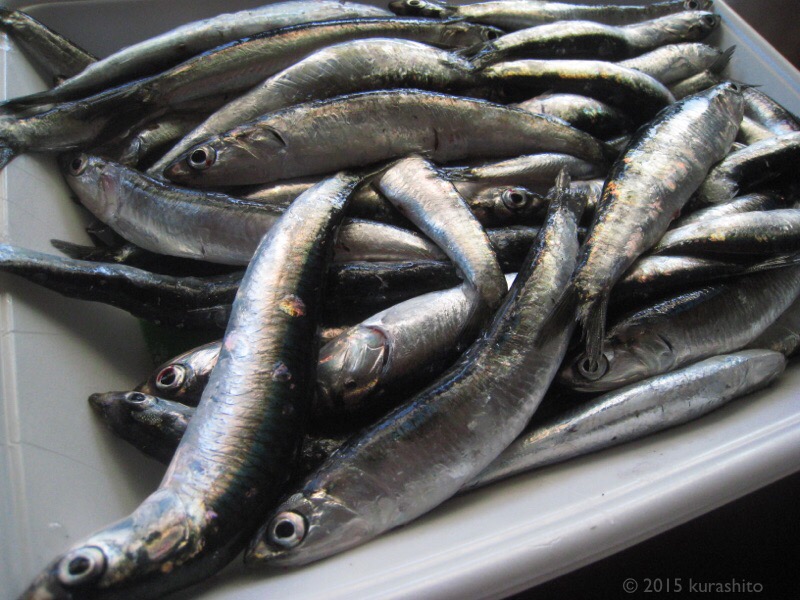 カタクチ(タレクチ)イワシで、自家製アンチョビの仕込み。