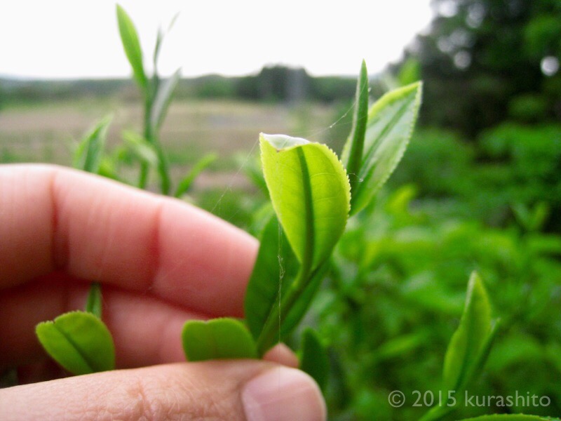 f:id:kurashito:20170508204545j:plain f:id:kurashito:20170508204545j:plain