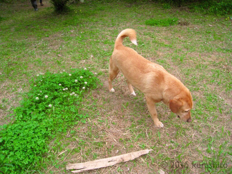 f:id:kurashito:20170508204546j:plain f:id:kurashito:20170508204546j:plain