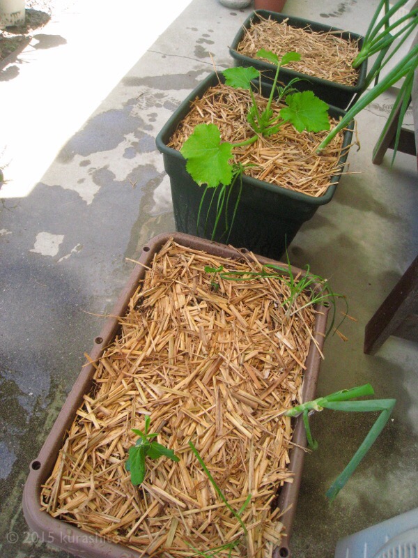 夏に向けて、ズッキーニ2鉢目、枝豆、モロヘイヤの植え付け。 夏に向けて、ズッキーニ2鉢目、枝豆、モロヘイヤの植え付け。