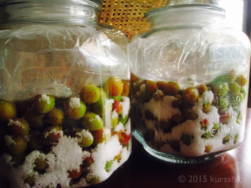 隣町の小梅で、梅干し初挑戦! 隣町の小梅で、梅干し初挑戦!