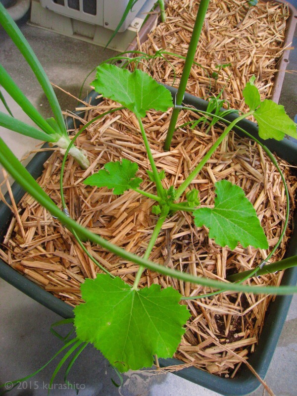 ズッキーニ ズッキーニ