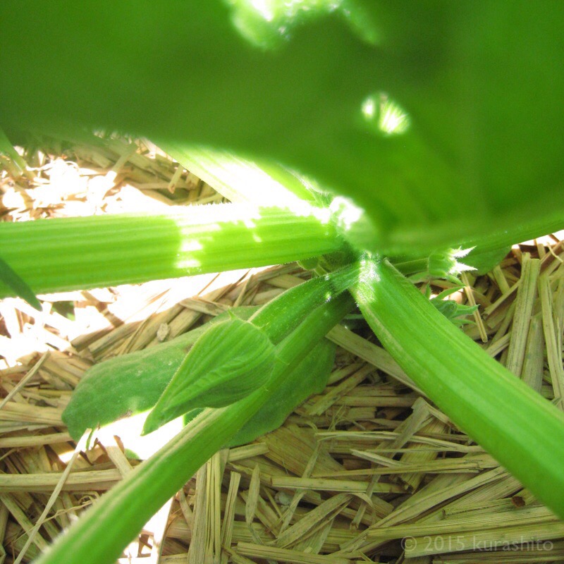 ズッキーニの雌花 ズッキーニの雌花