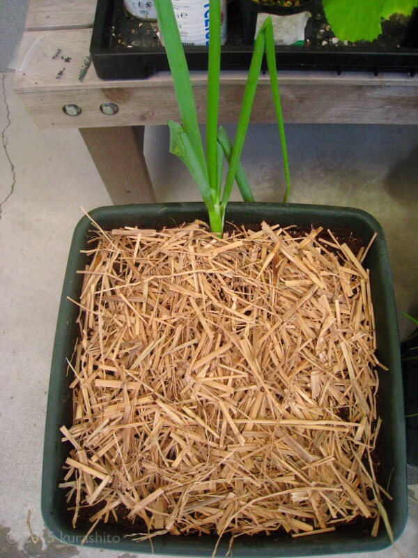 モロヘイヤとネギを一緒に植え付け モロヘイヤとネギを一緒に植え付け