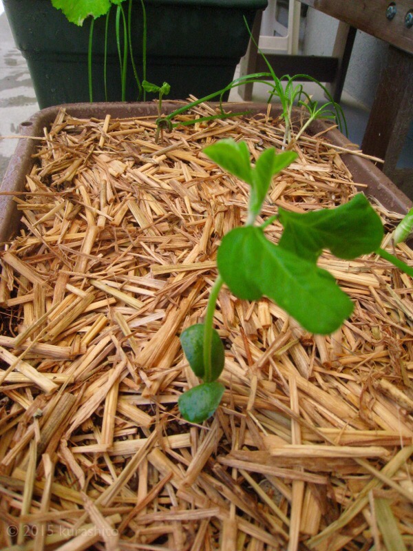 枝豆の植え付け 枝豆の植え付け