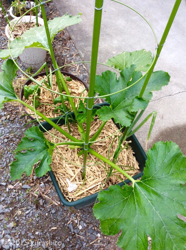 f:id:kurashito:20170528181932j:plain f:id:kurashito:20170528181932j:plain