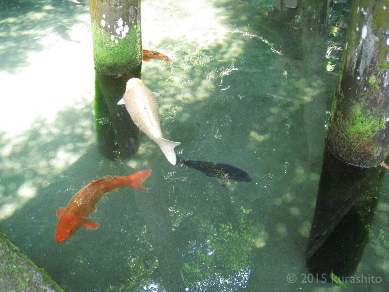 鹿島神宮、御手洗池