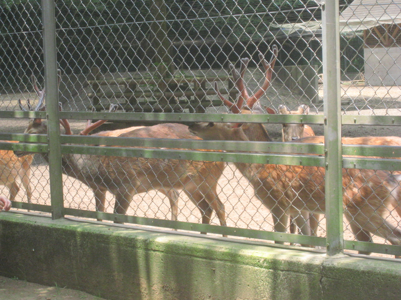 鹿嶋新宮、鹿