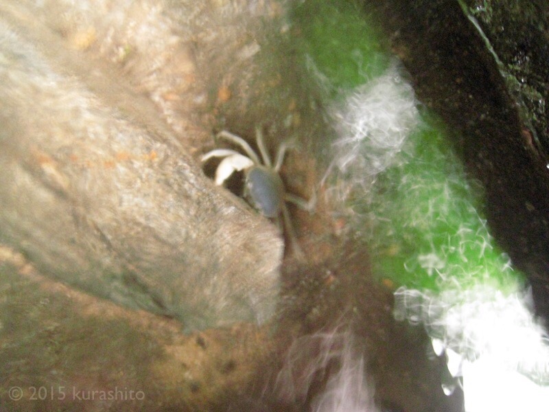 沸き水汲み場で、ちいさなカニさん