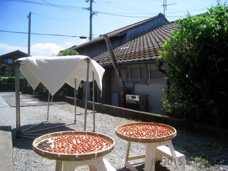 梅干しの土用干し 梅干しの土用干し