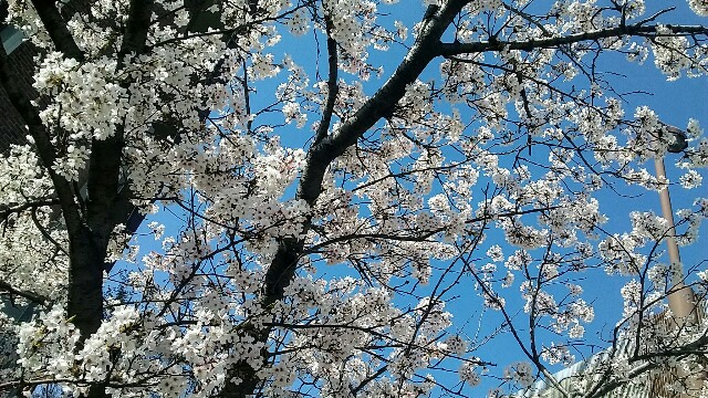 f:id:kurashitokarada:20180330164713j:plain f:id:kurashitokarada:20180330164713j:plain