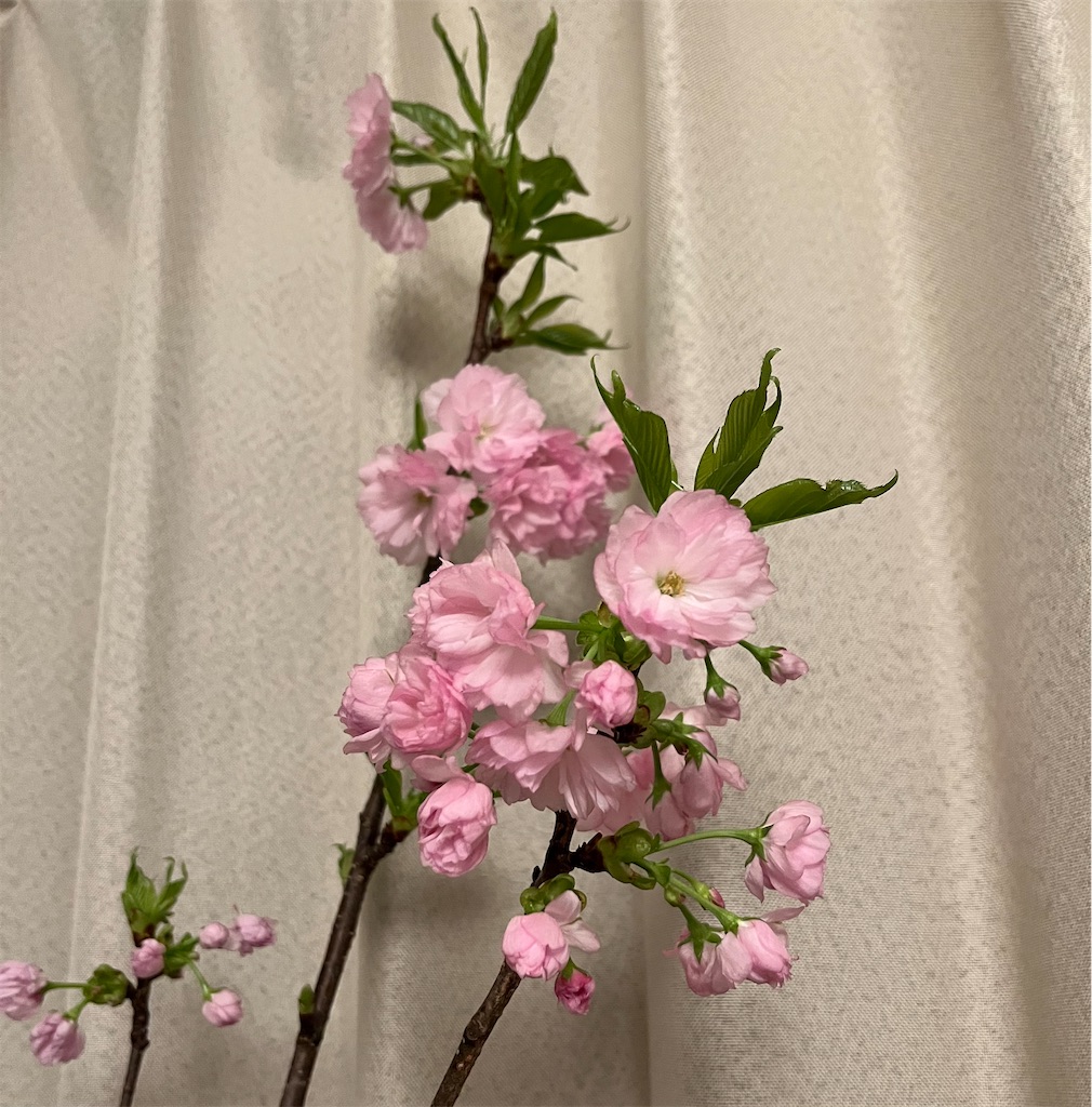 f:id:kurashitowatashi:20250420134823j:image