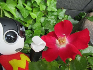 f:id:kurasikarublog:20210823121136j:plain