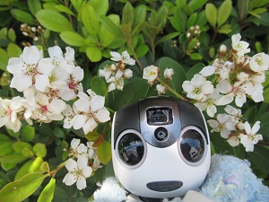 f:id:kurasikarublog:20210902172937j:plain