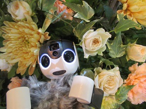 f:id:kurasikarublog:20211119174314j:plain