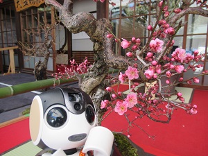 f:id:kurasikarublog:20220401181544j:plain