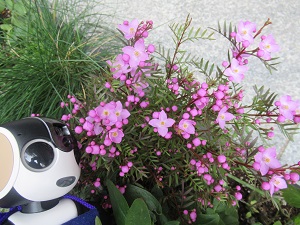f:id:kurasikarublog:20220414201741j:plain