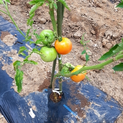 トマトの生育